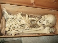 ALL Real Human Individual Bones For Sale