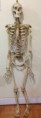 Real Human Skeletons for sale